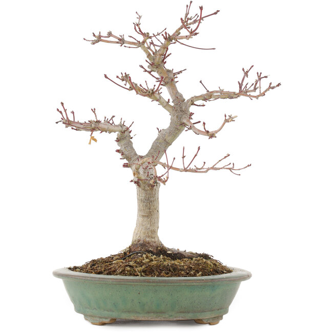 Acer palmatum, 29 cm, ± 10 ans