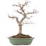 Acer palmatum, 29 cm, ± 10 Jahre alt