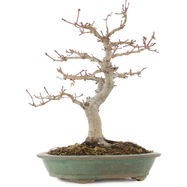 Acer palmatum, 29 cm, ± 10 Jahre alt