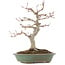 Acer palmatum, 29 cm, ± 10 Jahre alt