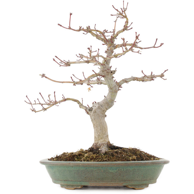 Acer palmatum, 29 cm, ± 10 ans