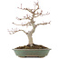 Acer palmatum, 29 cm, ± 10 anni