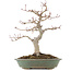 Acer palmatum, 29 cm, ± 10 years old