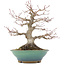 Acer palmatum, 23,5 cm, ± 20 jaar oud, met een nebari van 8,5 cm