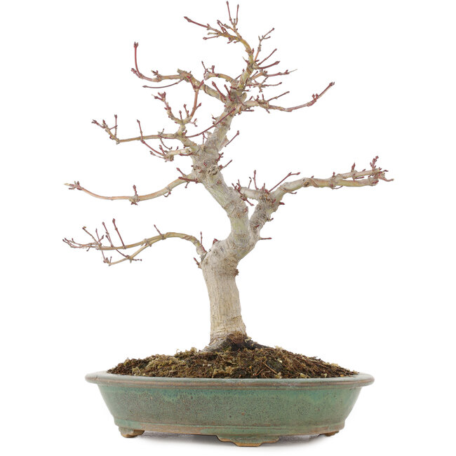 Acer palmatum, 29 cm, ± 10 Jahre alt