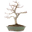 Acer palmatum, 29 cm, ± 10 ans