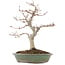 Acer palmatum, 29 cm, ± 10 Jahre alt