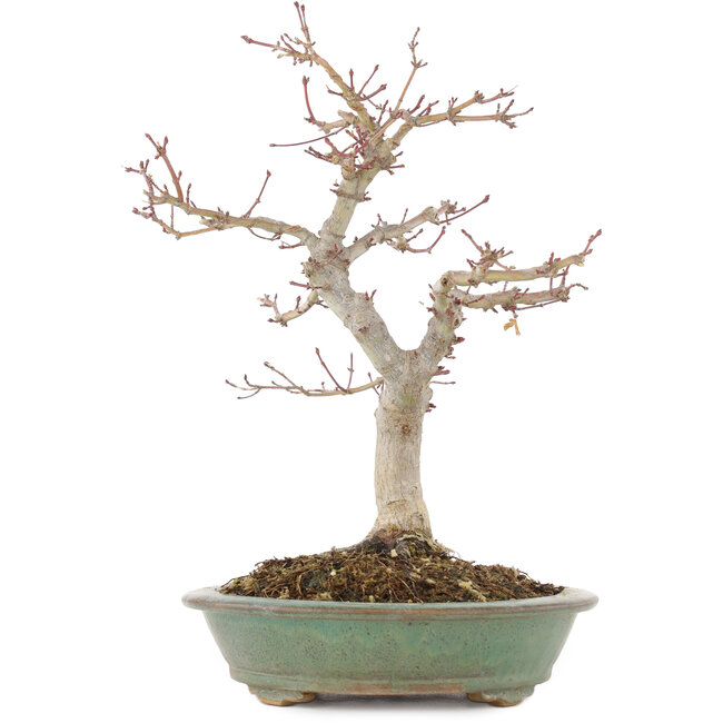 Acer palmatum, 29 cm, ± 10 ans