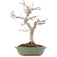 Acer palmatum, 29 cm, ± 10 Jahre alt