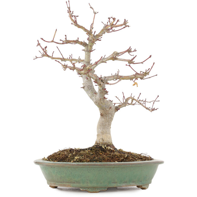 Acer palmatum, 29 cm, ± 10 anni