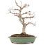 Acer palmatum, 29 cm, ± 10 Jahre alt