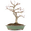 Acer palmatum, 29 cm, ± 10 years old
