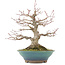 Acer palmatum, 23,5 cm, ± 20 anni, con un nebari di 8,5 cm