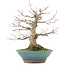 Acer palmatum, 23,5 cm, ± 20 anni, con un nebari di 8,5 cm