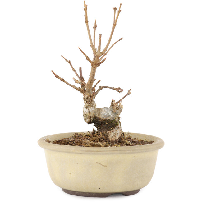 Acer buergerianum, 11 cm, ± 8 jaar oud