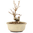 Acer buergerianum, 11 cm, ± 8 jaar oud