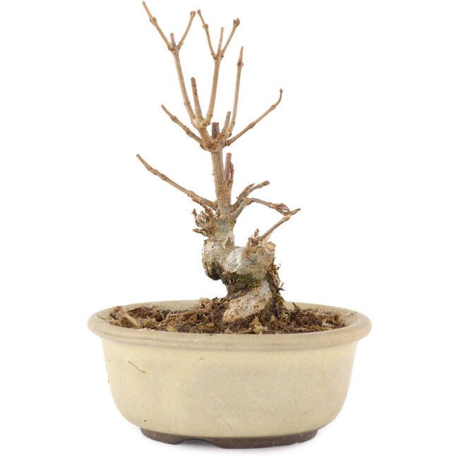 Acer buergerianum, 11 cm, ± 8 años