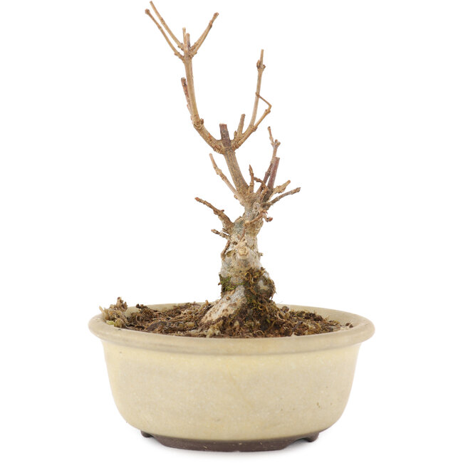 Acer buergerianum, 11 cm, ± 8 years old