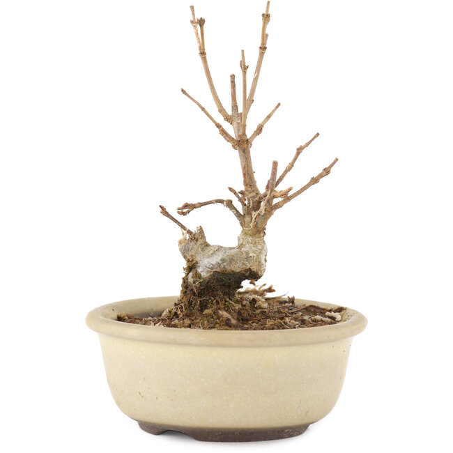 Acer buergerianum, 11 cm, ± 8 anni