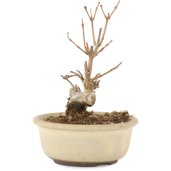 Acer buergerianum, 11 cm, ± 8 jaar oud