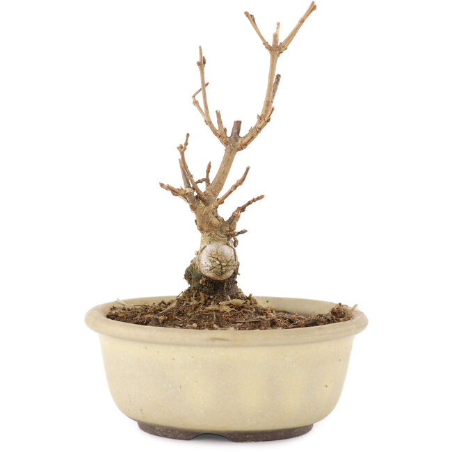 Acer buergerianum, 11 cm, ± 8 jaar oud