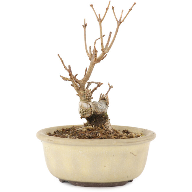 Acer buergerianum, 11 cm, ± 8 años