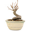 Acer buergerianum, 9,5 cm, ± 8 anni