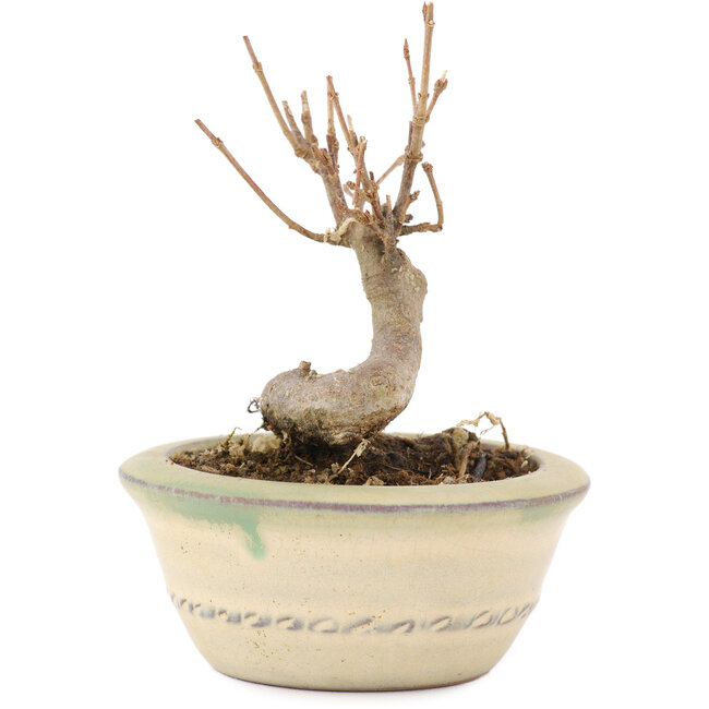 Acer buergerianum, 9,5 cm, ± 8 años