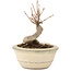 Acer buergerianum, 9,5 cm, ± 8 ans