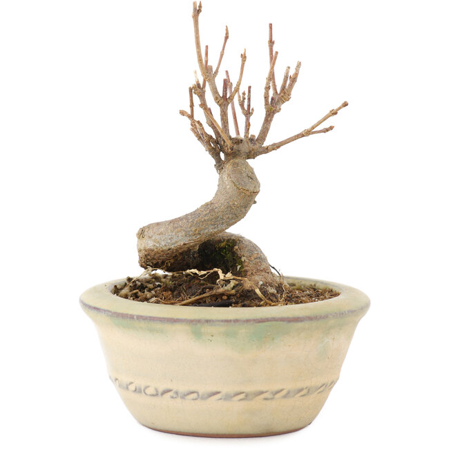 Acer buergerianum, 9,5 cm, ± 8 jaar oud