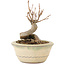 Acer buergerianum, 9,5 cm, ± 8 jaar oud