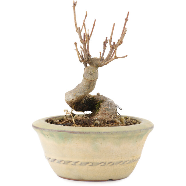 Acer buergerianum, 9,5 cm, ± 8 ans