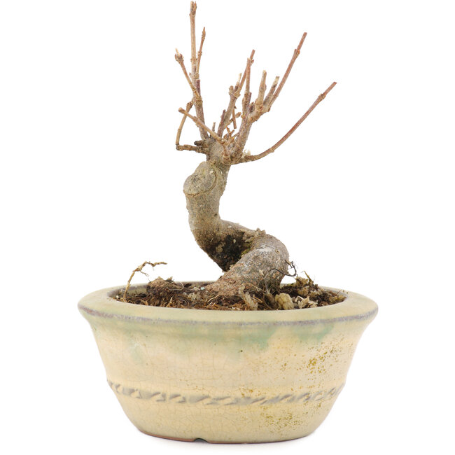 Acer buergerianum, 9,5 cm, ± 8 jaar oud