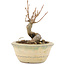 Acer buergerianum, 9,5 cm, ± 8 ans