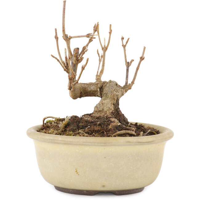 Acer buergerianum, 8,5 cm, ± 8 años