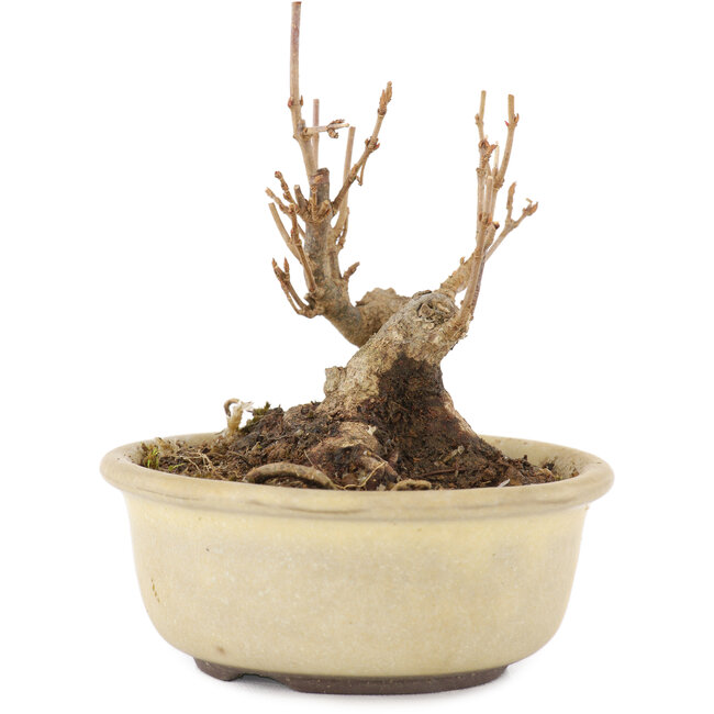 Acer buergerianum, 8,5 cm, ± 8 años