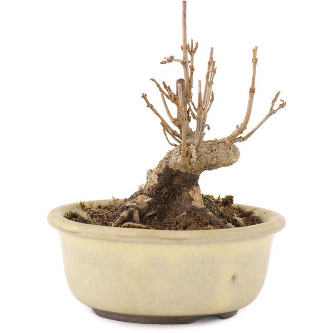 Acer buergerianum, 8,5 cm, ± 8 años