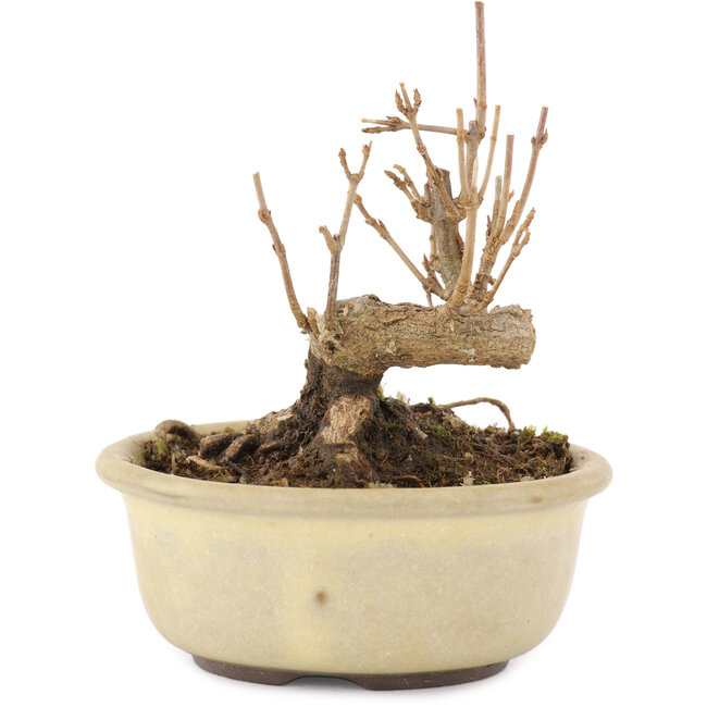 Acer buergerianum, 8,5 cm, ± 8 Jahre alt