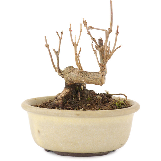 Acer buergerianum, 8,5 cm, ± 8 años