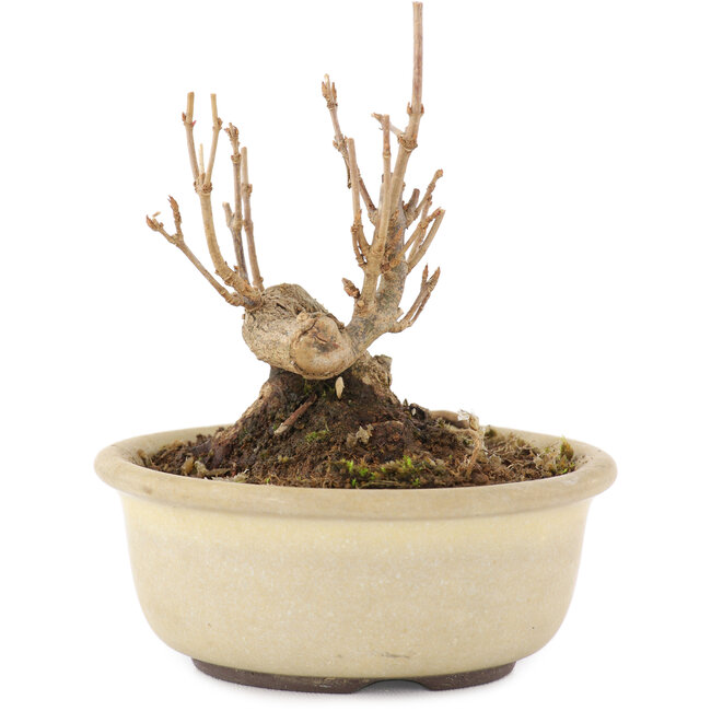 Acer buergerianum, 8,5 cm, ± 8 anni