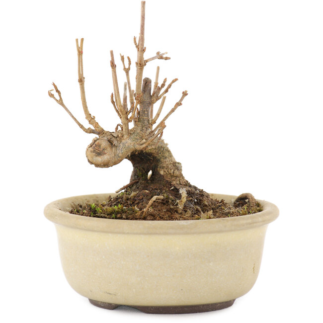 Acer buergerianum, 8,5 cm, ± 8 años