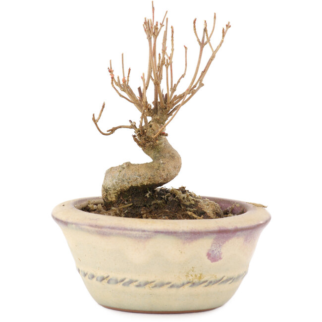 Acer buergerianum, 9 cm, ± 8 years old, with a nebari of 4,5 cm