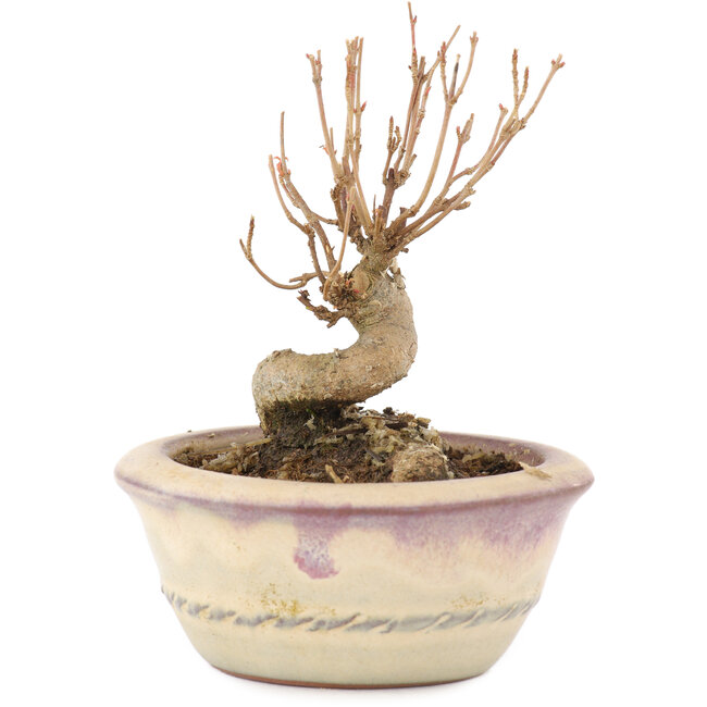 Acer buergerianum, 9 cm, ± 8 jaar oud, met een nebari van 4,5 cm