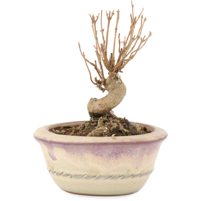 Acer buergerianum, 9 cm, ± 8 ans, avec un nebari de 4,5 cm