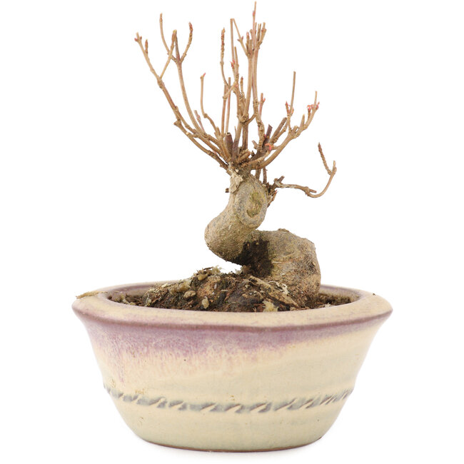 Acer buergerianum, 9 cm, ± 8 jaar oud, met een nebari van 4,5 cm