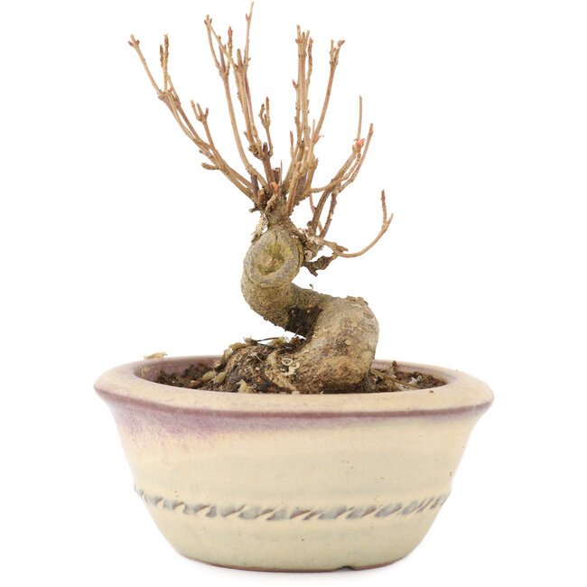 Acer buergerianum, 9 cm, ± 8 Jahre alt, mit einer Nebari von 4,5 cm