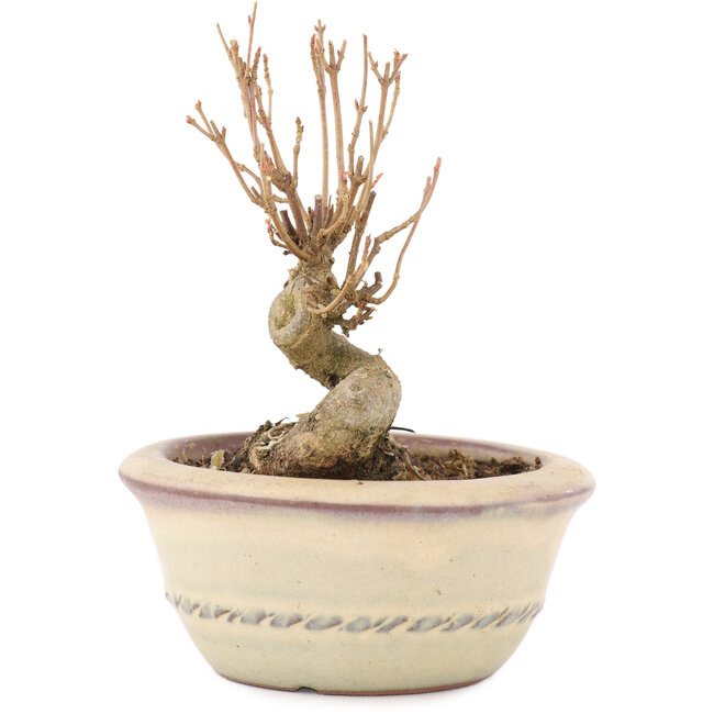 Acer buergerianum, 9 cm, ± 8 años, con un nebari de 4,5 cm