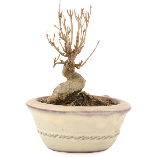 Acer buergerianum, 9 cm, ± 8 años, con un nebari de 4,5 cm