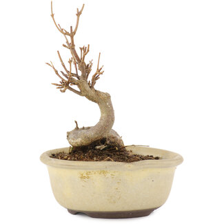 Acer buergerianum, 11 cm, ± 8 ans