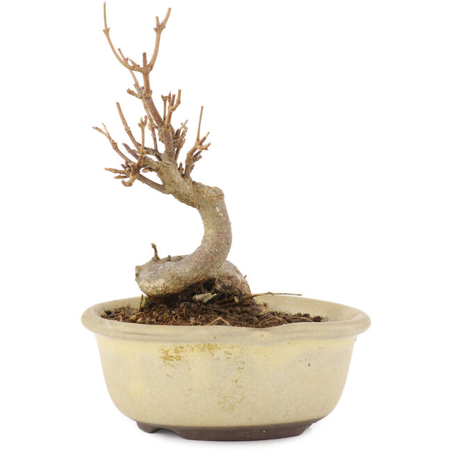 Acer buergerianum, 11 cm, ± 8 years old